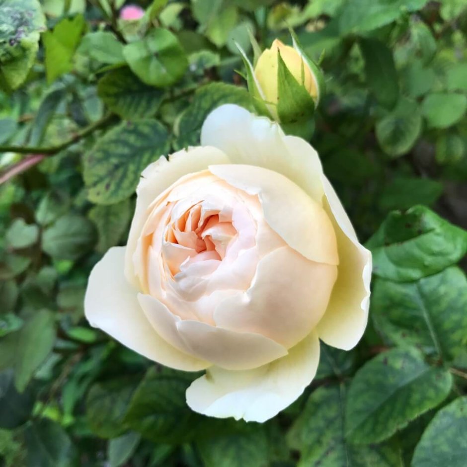 Сорт розы Джуд де Обскур