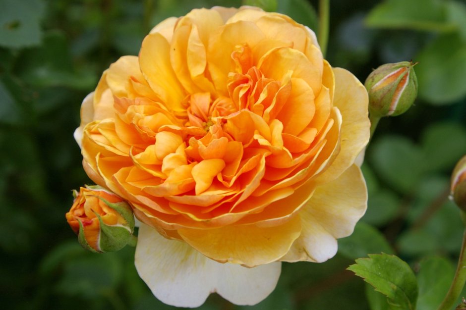 Роза английская кустовая Port sunlight