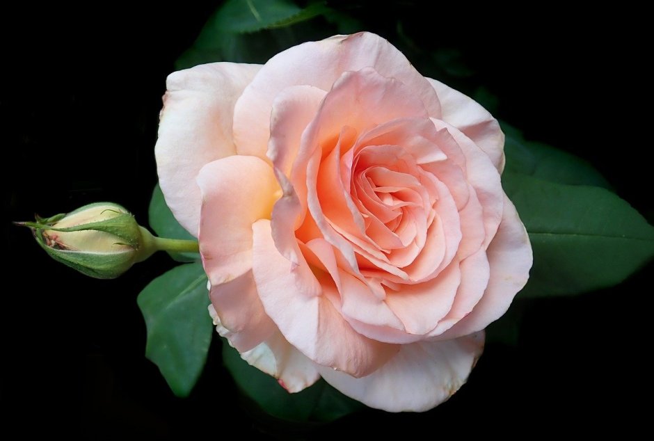 Кремово-Абрикосовая роза