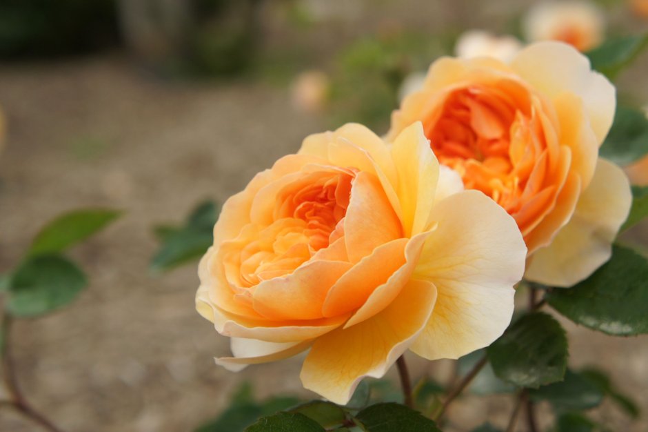 Роза английская Tamora (Тамора)