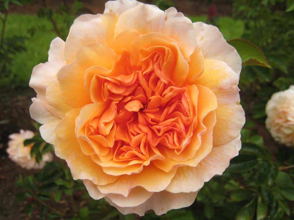 Роза английская кустовая Port sunlight