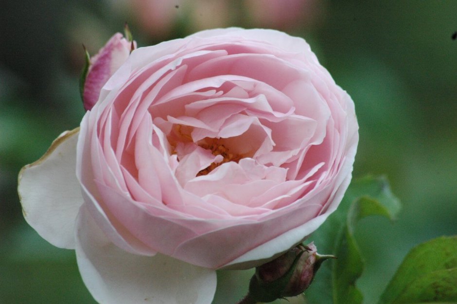 Роза английская Херитаж