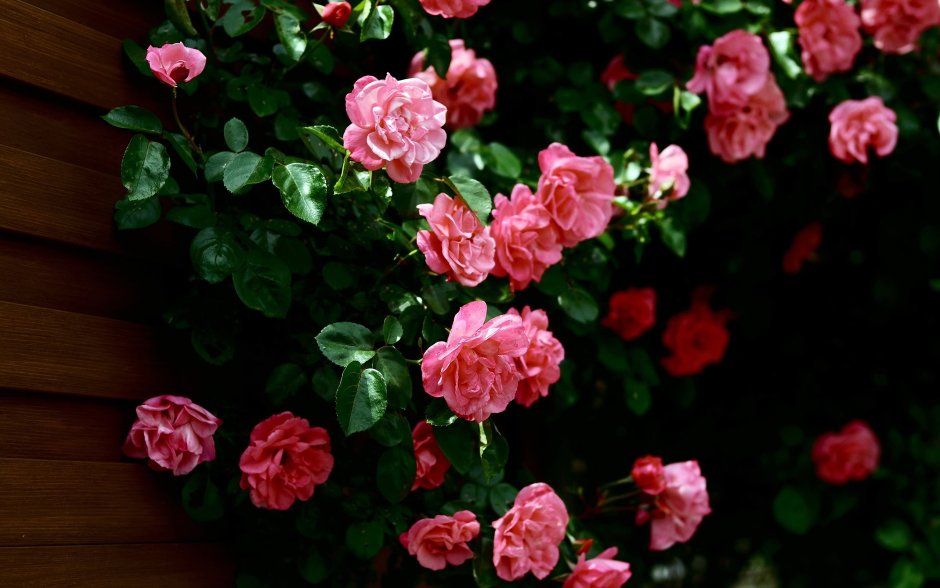 Ремонтантные розы