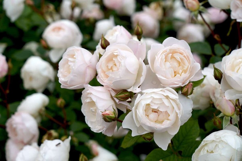 Дездемона Desdemona английская роза