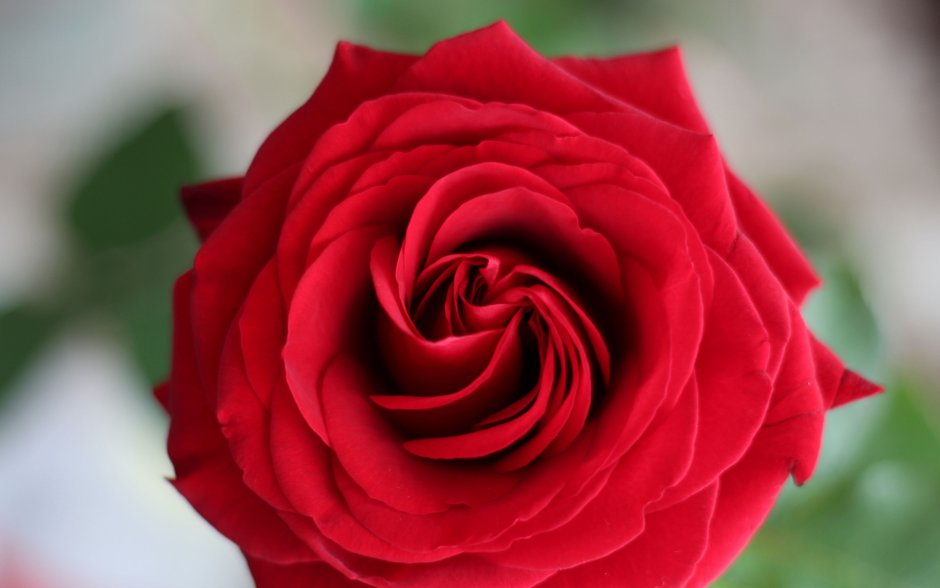 Красные розы Макросъемка