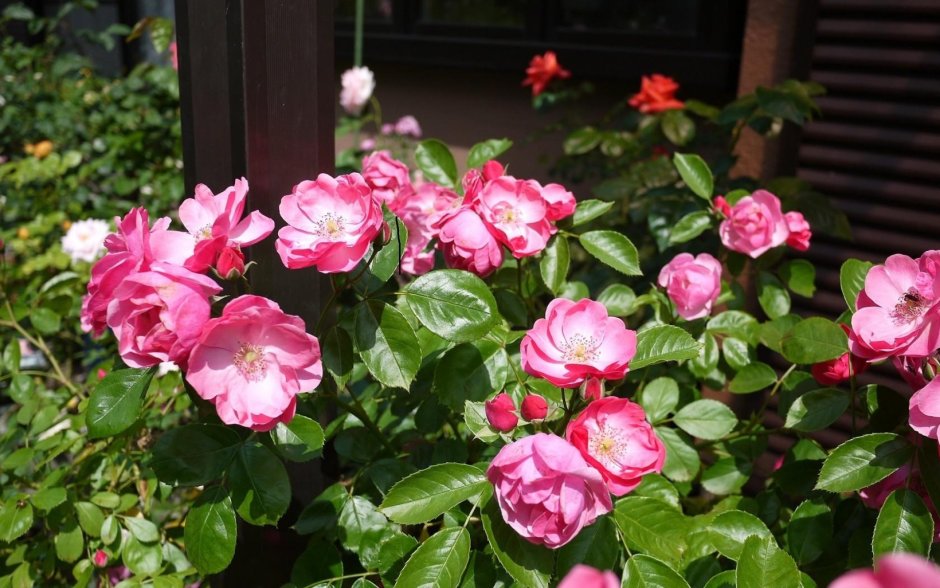 В саду розы флорибунда на рабочий стол