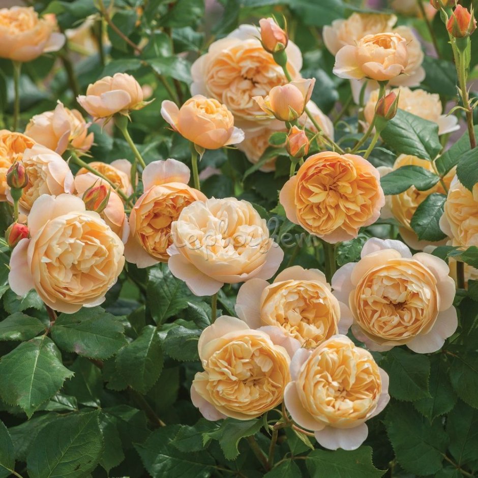 Roald Dahl роза Остина