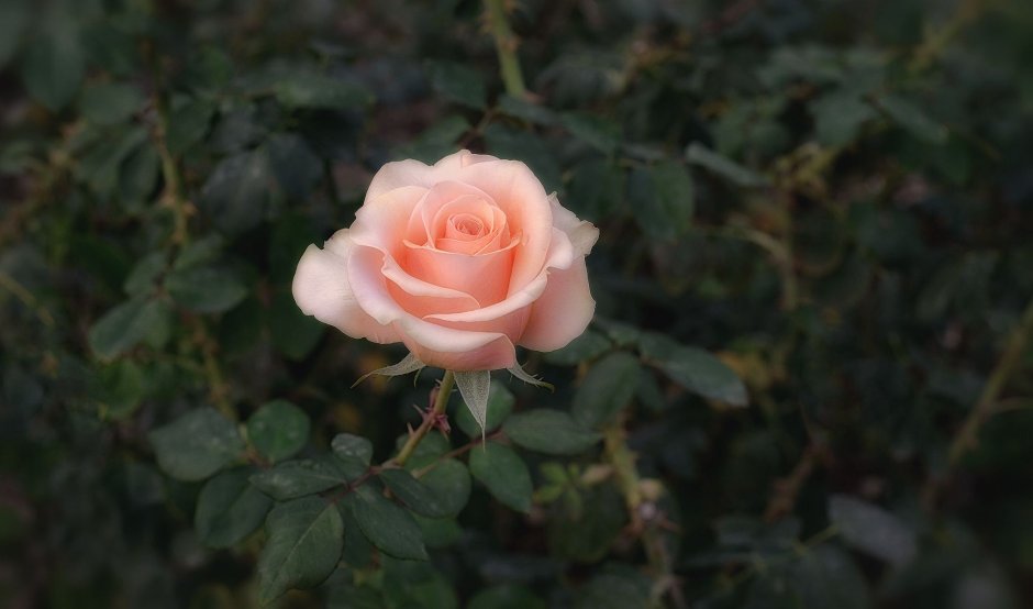 Роза чайно-гибридная "Мэрилин Монро"