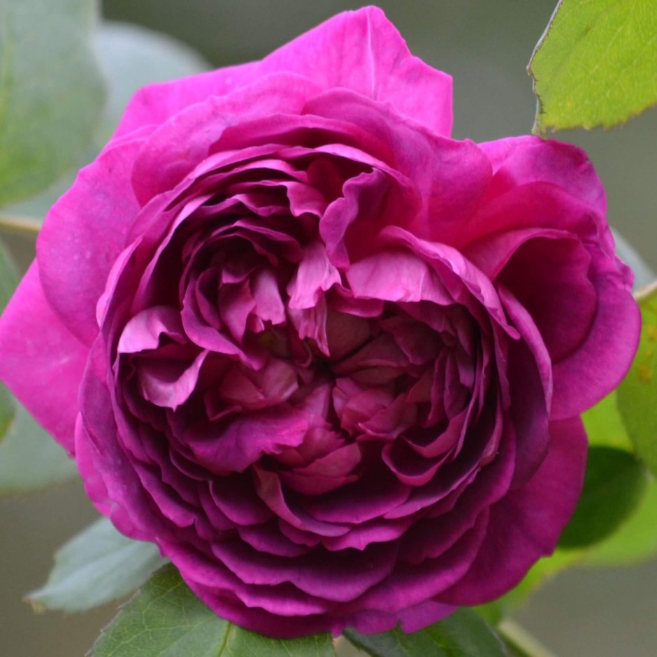 Рейн де Виолетт(Reine des Violettes роза