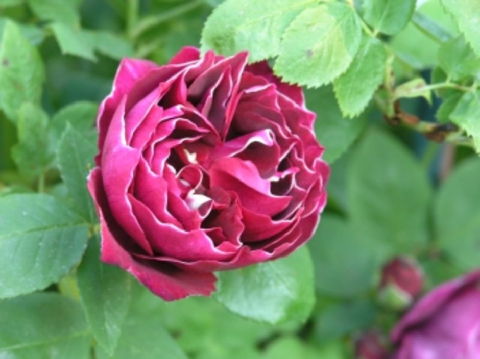 Роза Жиро де лен