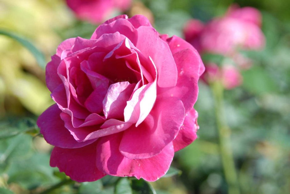 Роза ариана де Ротшильд