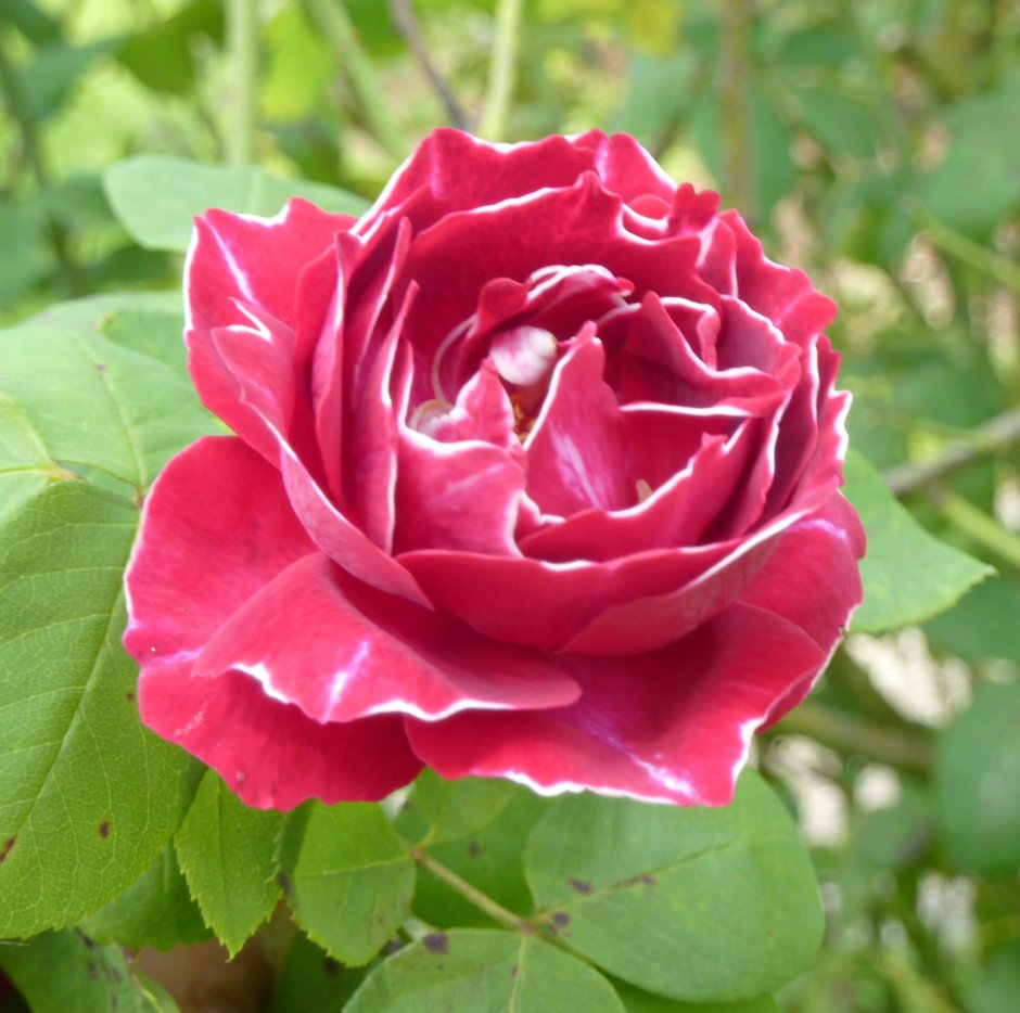 Роза ремонтантная Барон Жиро де лен