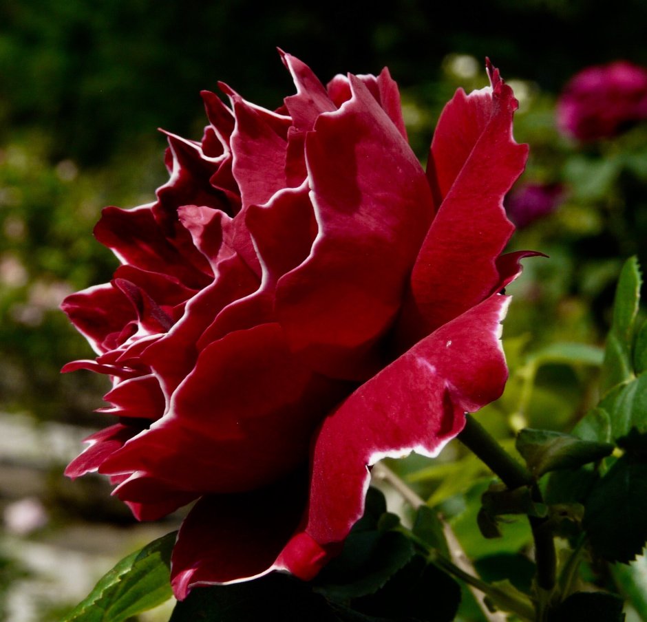Барон де Жирон роза
