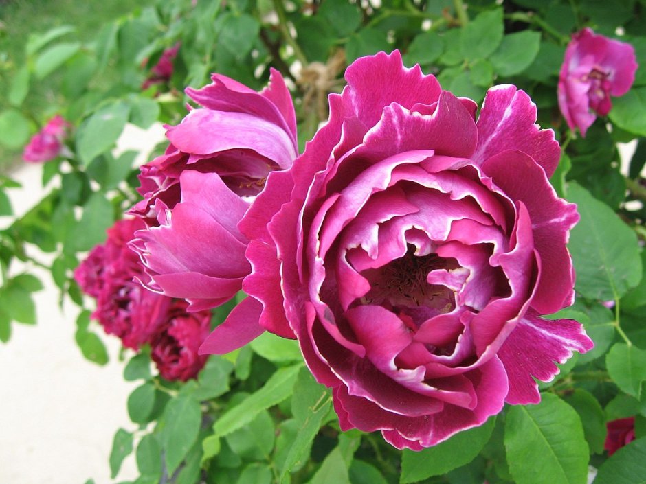 Роза рамукан