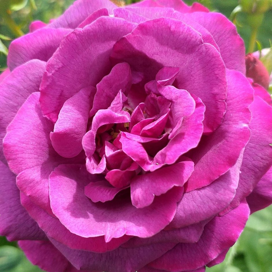 Роза рев де Мирей