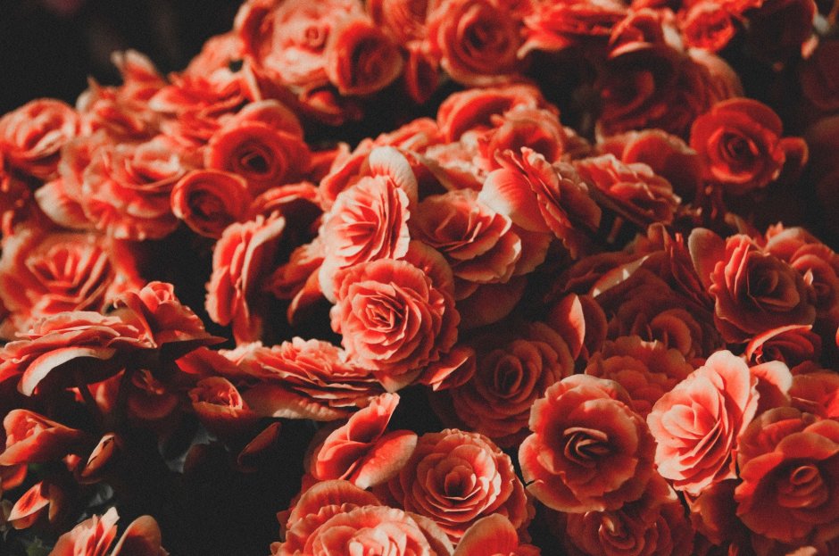 Терракотовый цветы розы