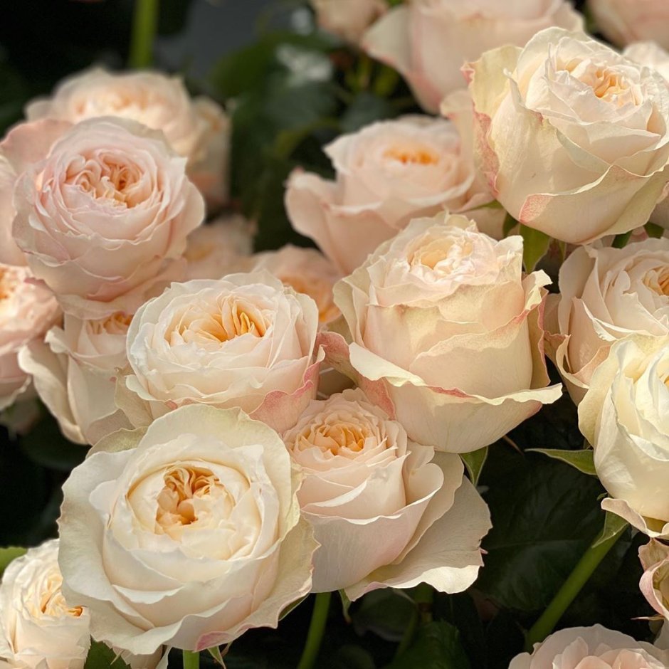 Викториан Пич Victorian Peach роза
