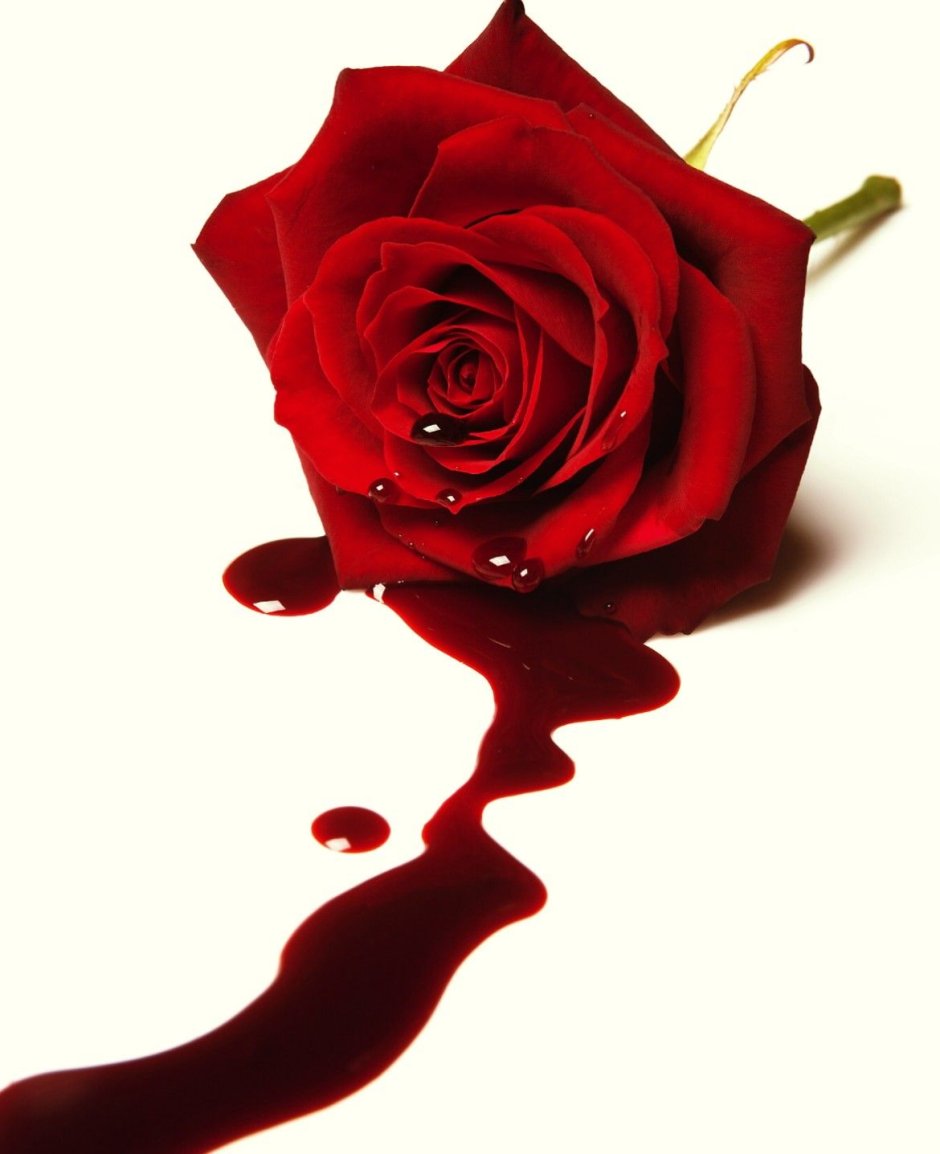Кроваво красные розы