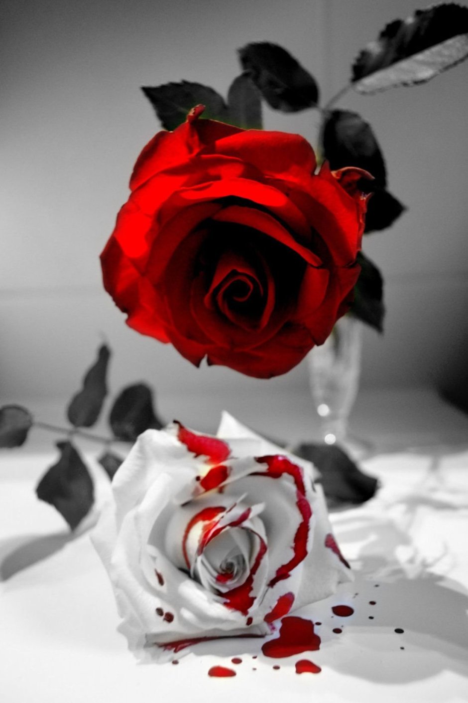 Черно красная роза