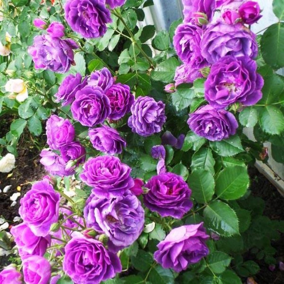 Роза флорибунда (Rosa Minerva)