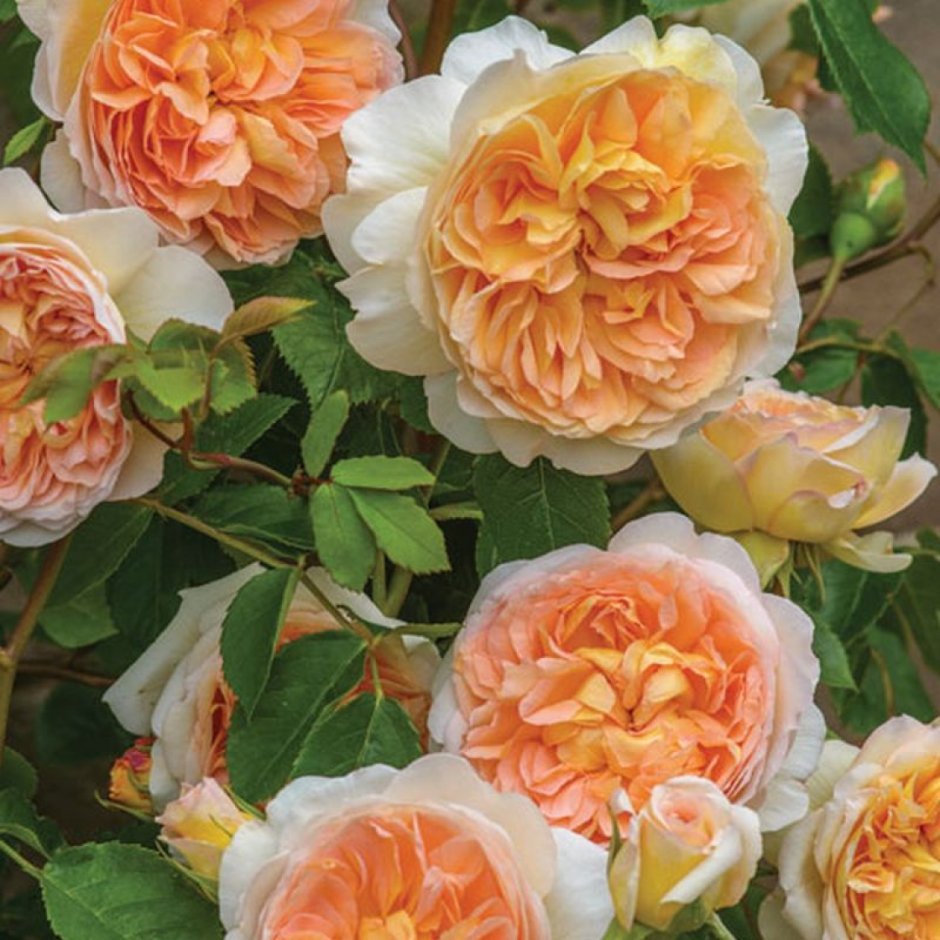 Roald Dahl роза Остина