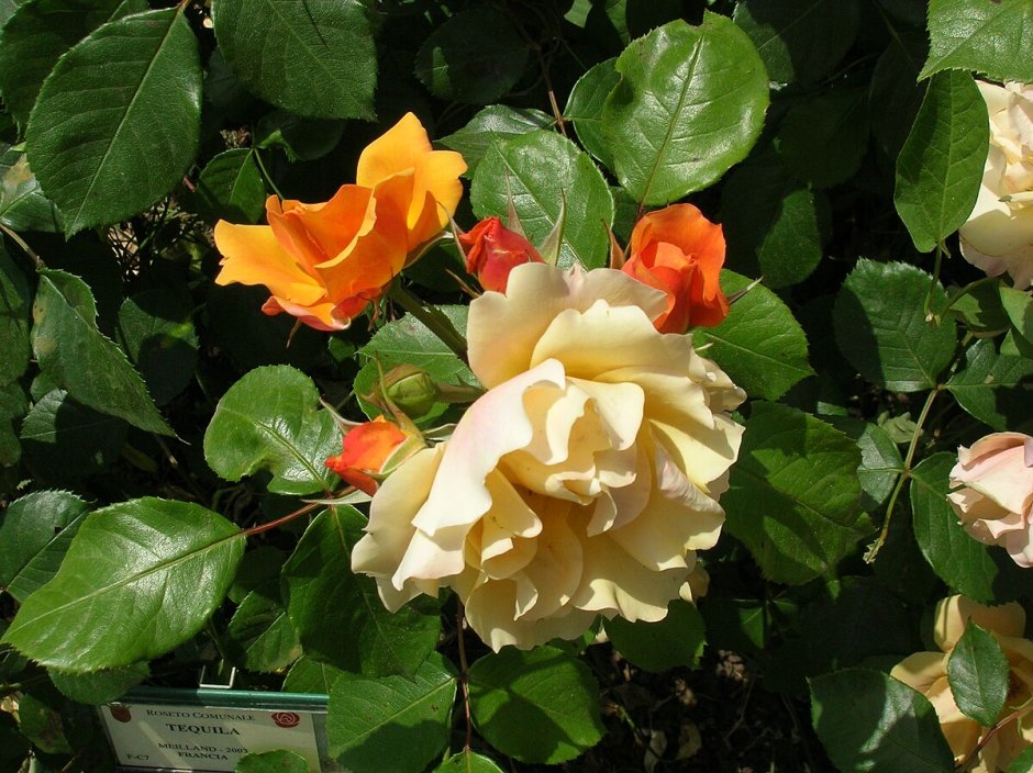 Желтые роза флорибунда энциклопедия роз