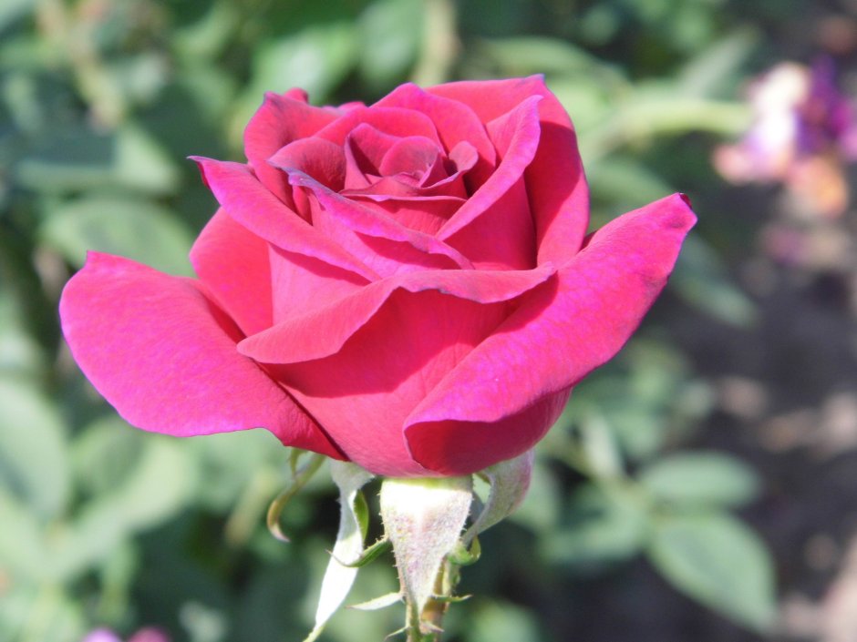 Роза чайно-гибридная (Rosa big Purple)