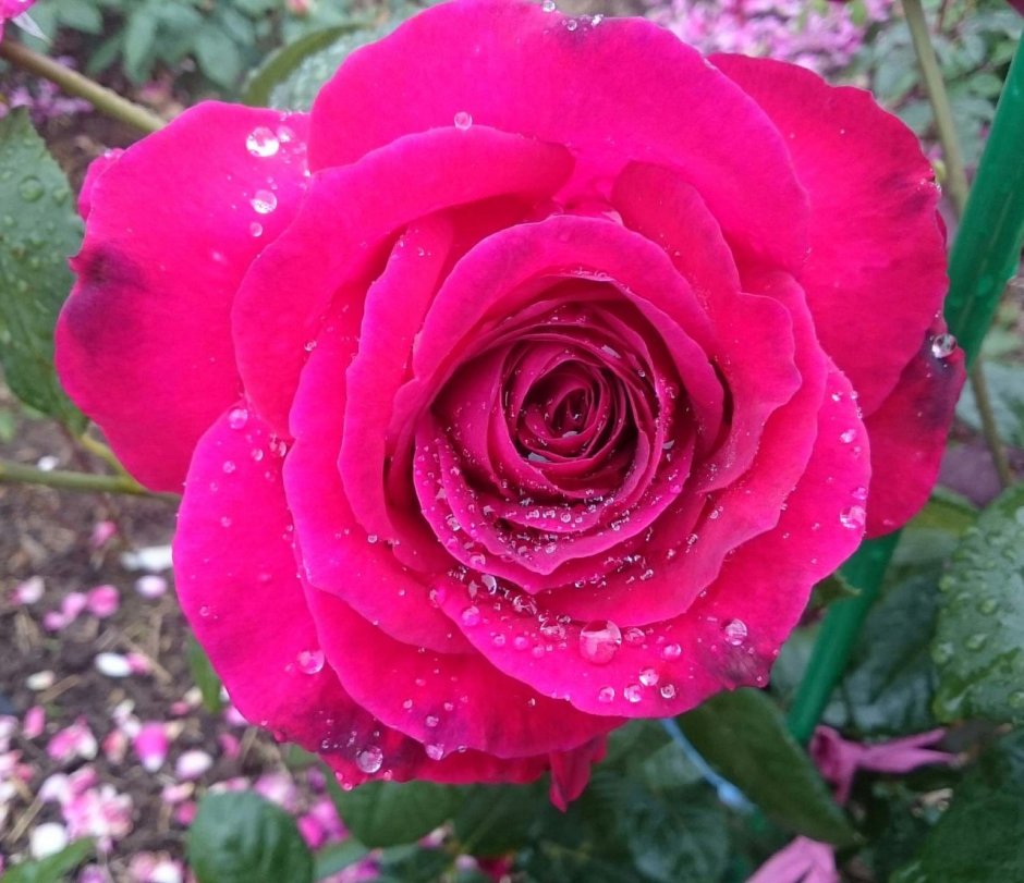 Stephens’ big Purple роза