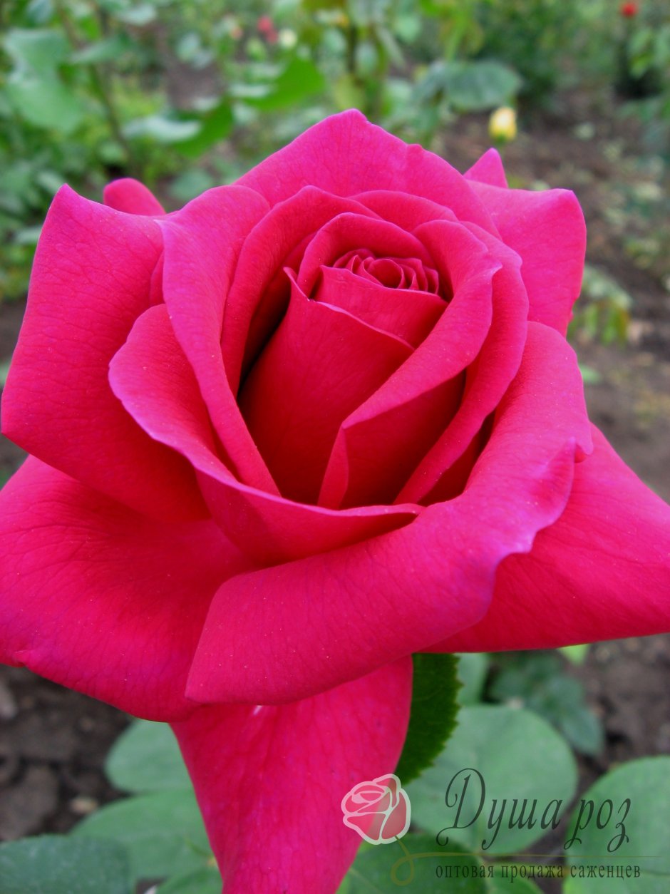 Роза чайно-гибридная big Purple