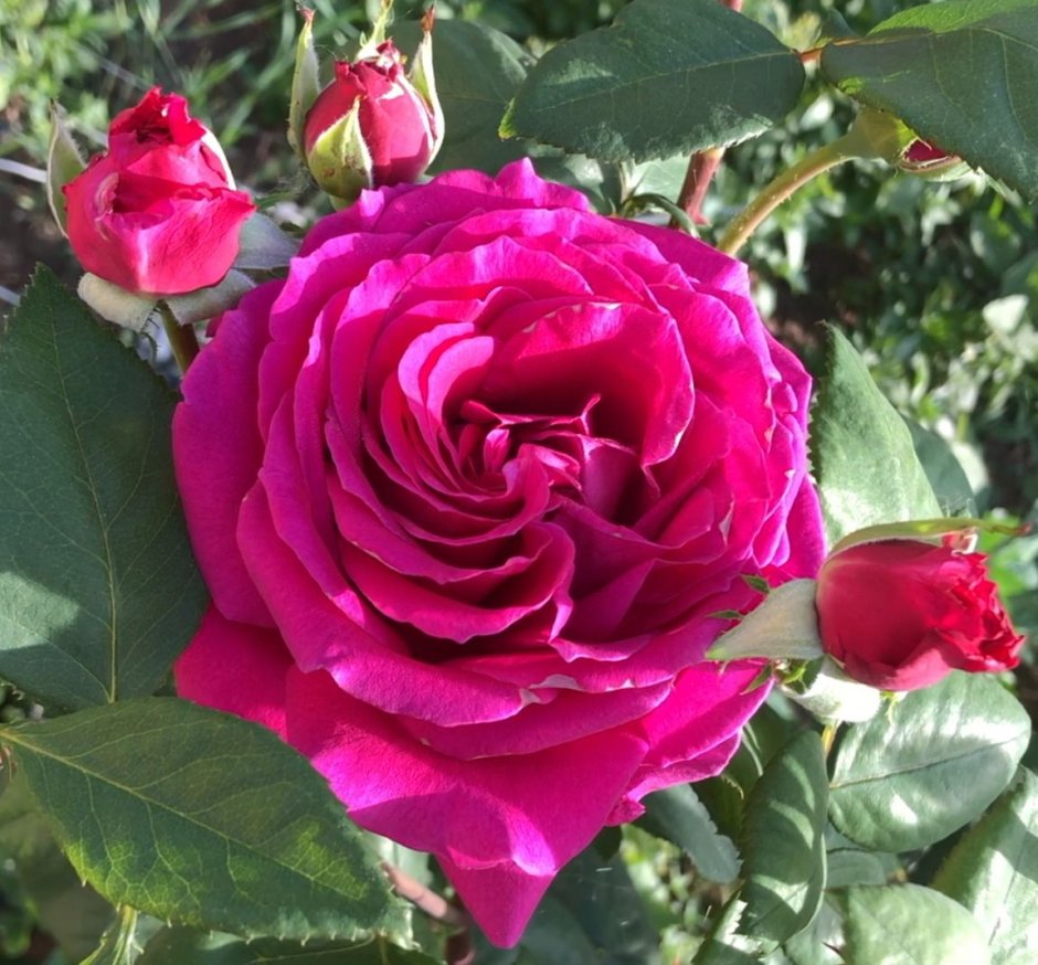 Роза чайно-гибридная senteur Royale
