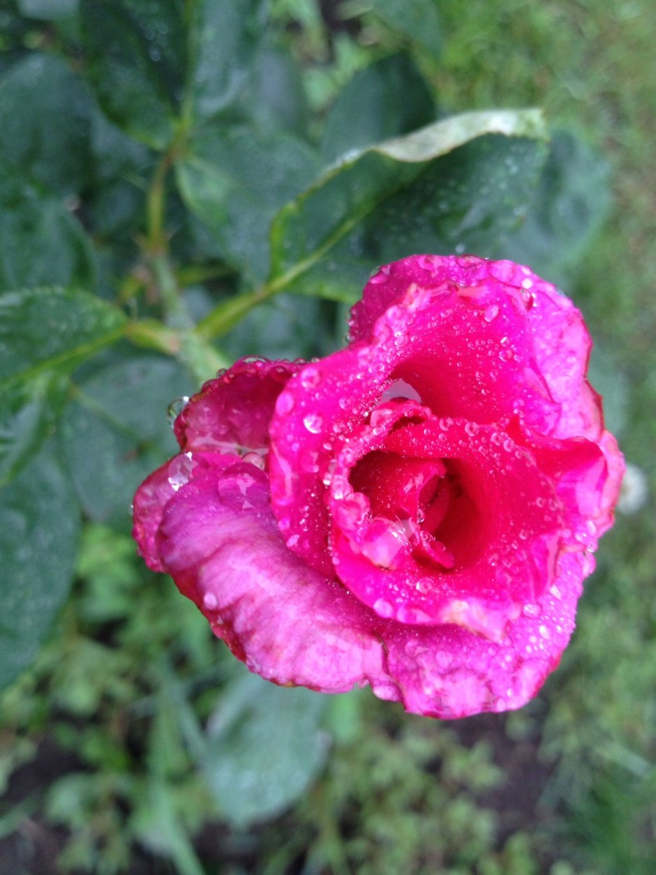 Биг перпл big Purple роза