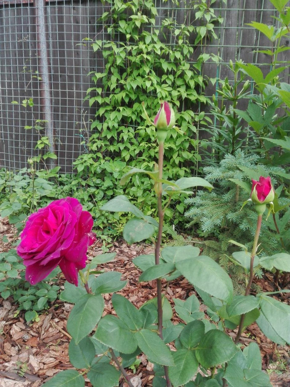 Биг пурпур роза