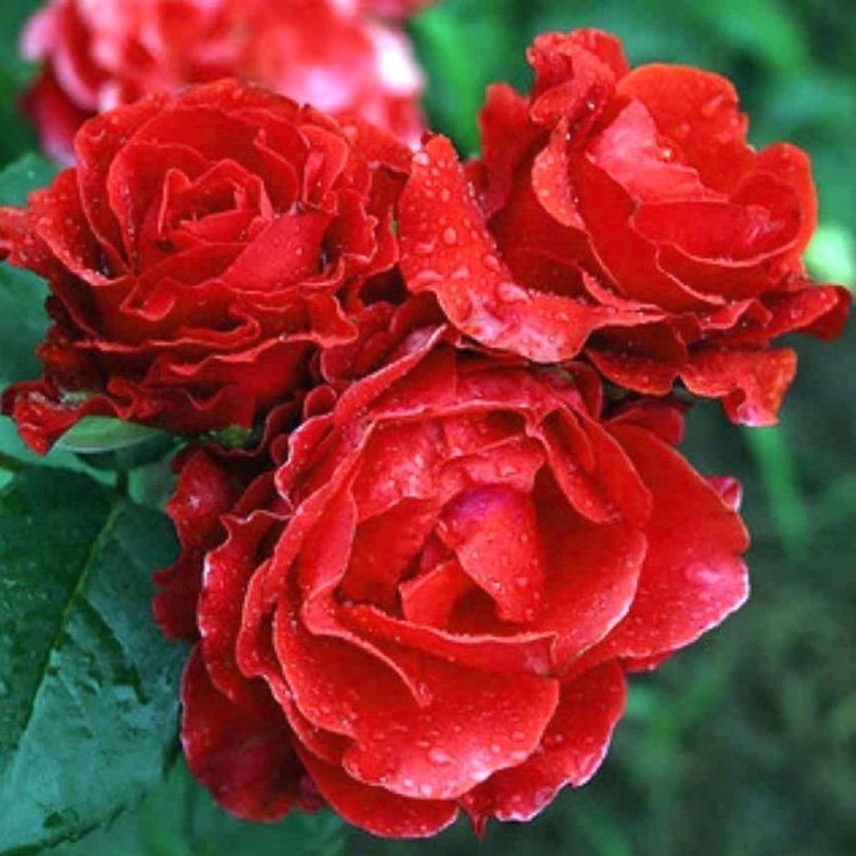 Роза эльторо