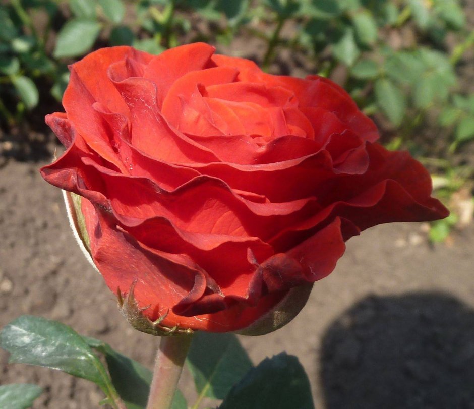 Toro чайно-гибридная роза