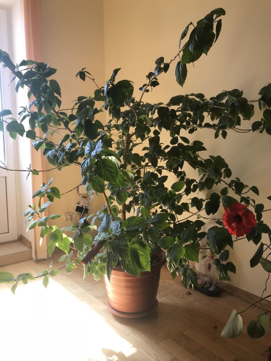 Китайская роза комнатная дерево