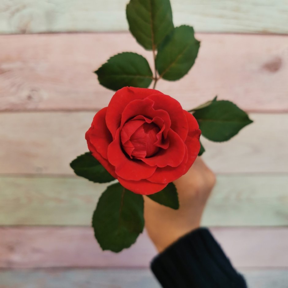 Купить живые розы в Смоленске