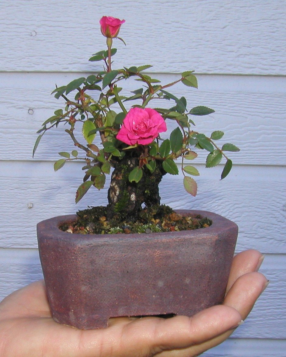 Чайная роза бонсай