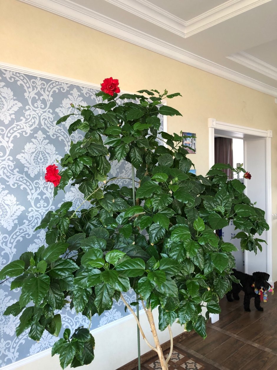 Гибискус китайская роза дерево