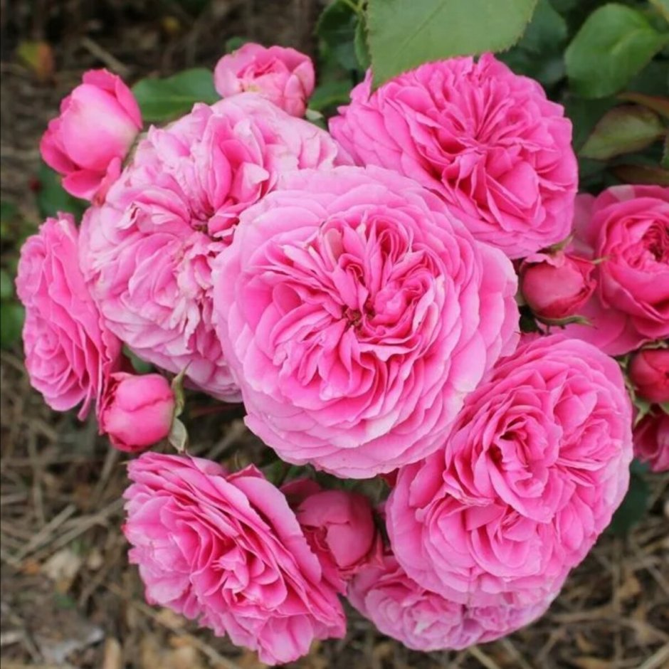 Роза флорибунда Баронес