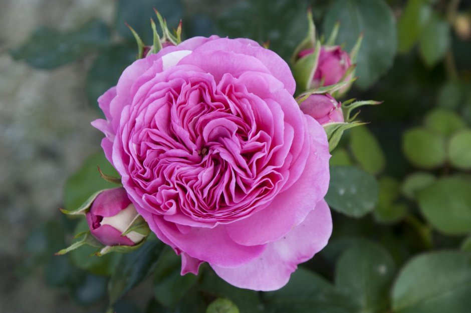 Роза флорибунда Baronesse