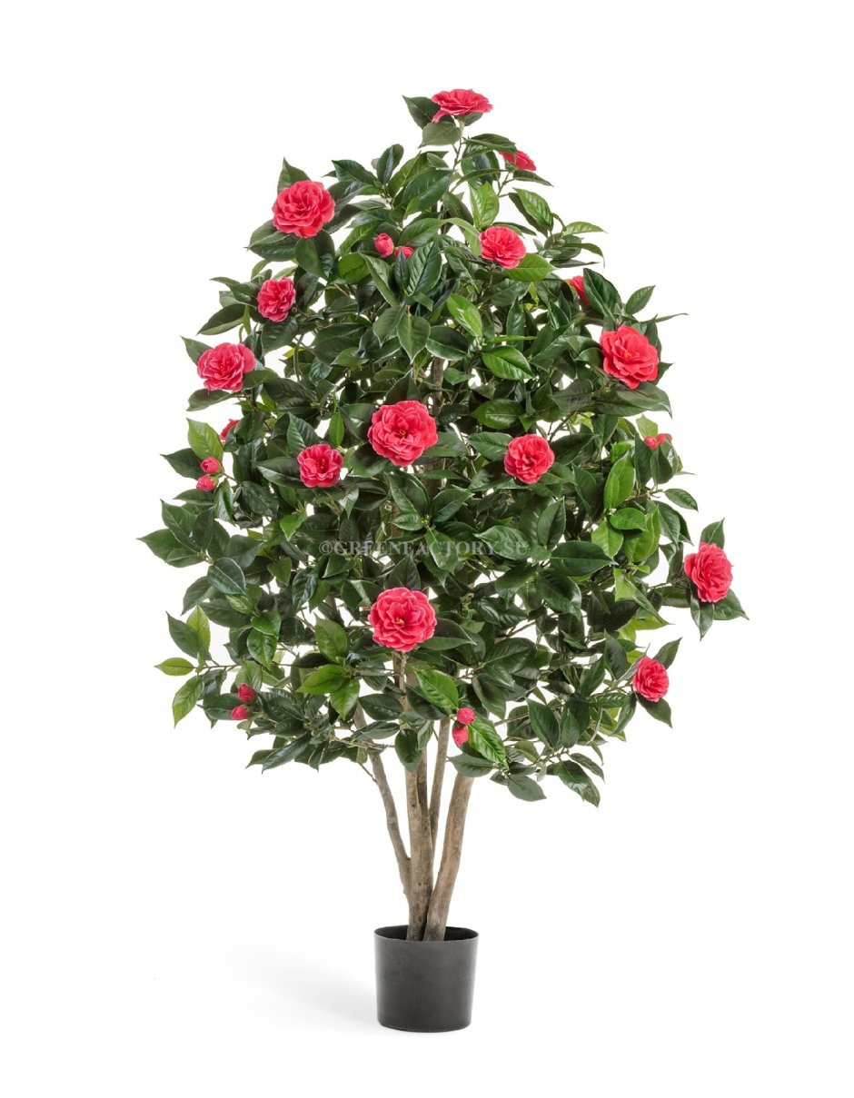Роза Камелия дерево