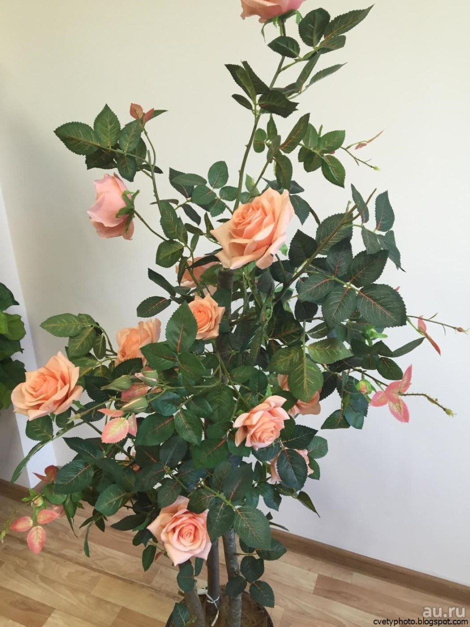 Домашняя роза куст