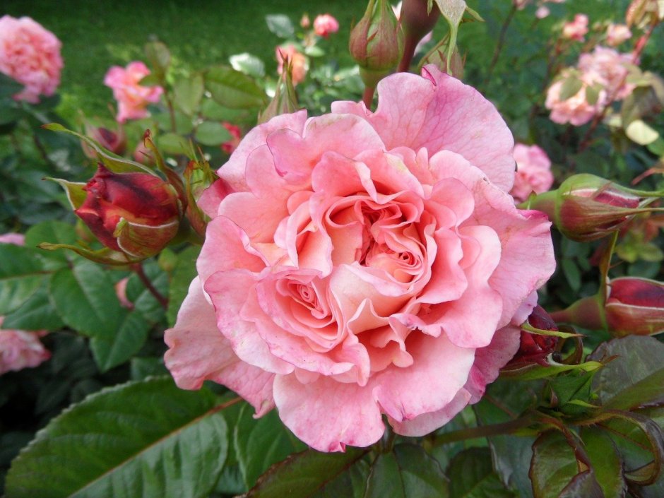 Роза Сунита флорибунда