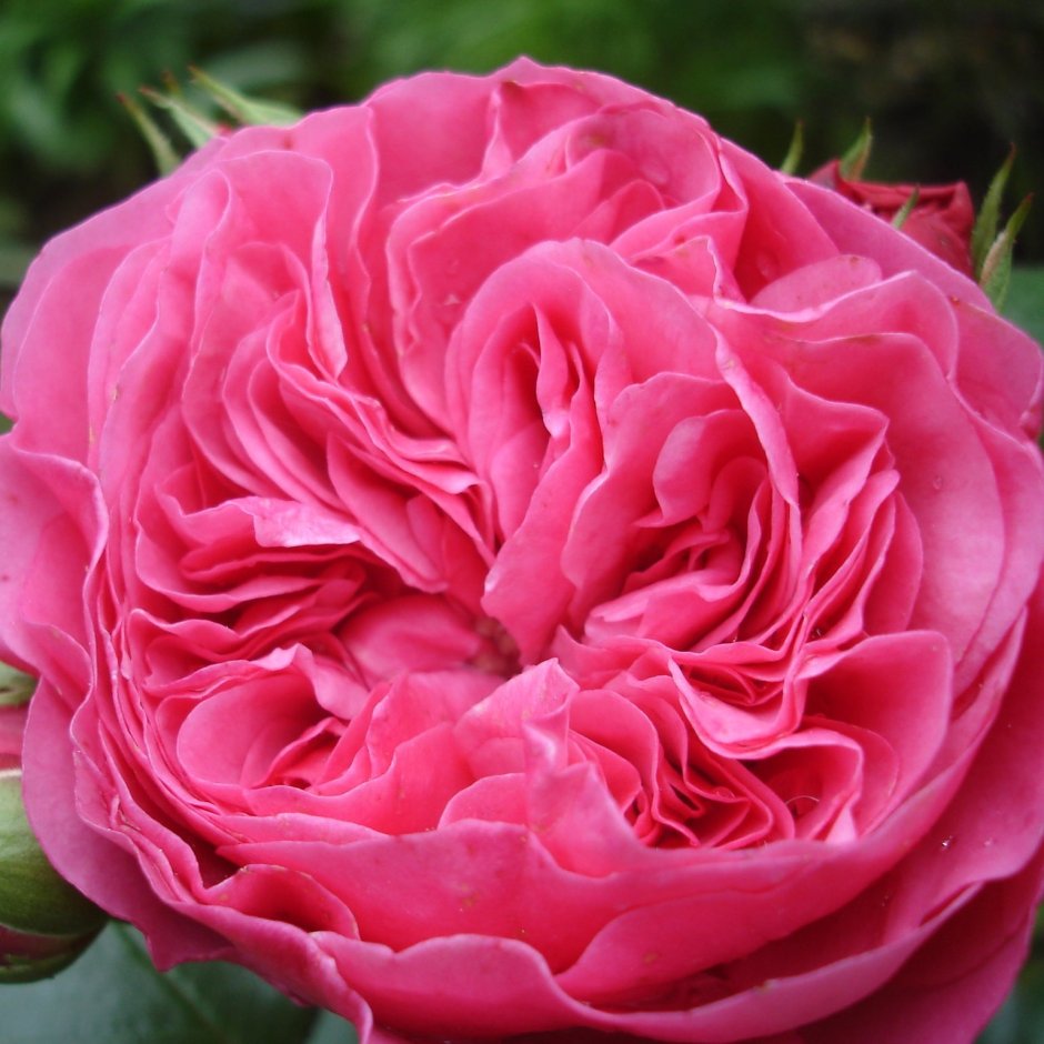 Баронесса Тантау роза