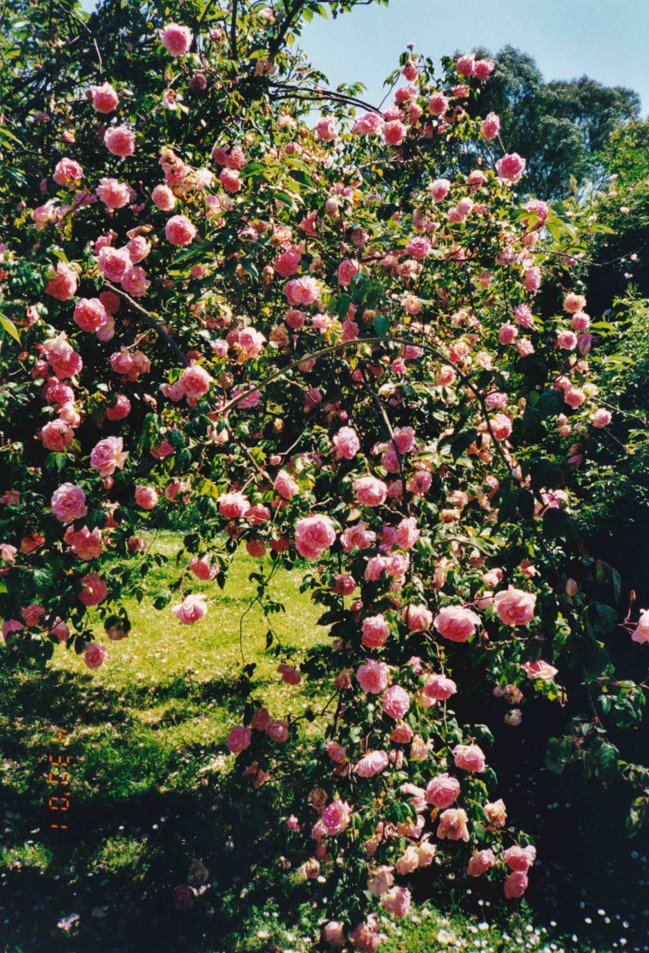 Чайная роза дерево