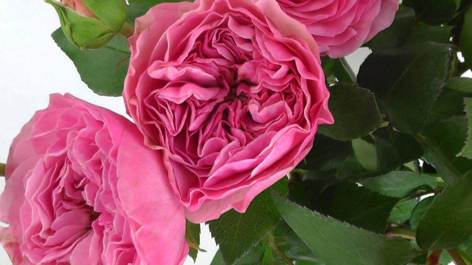 Баронесса Baronesse роза