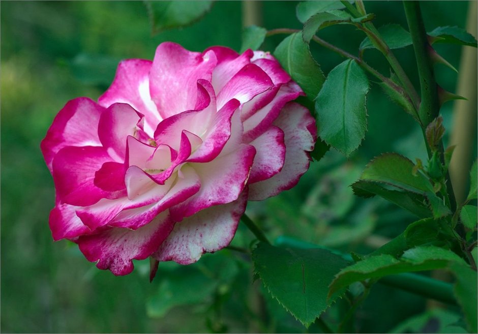 Ирина махровая роза в саду