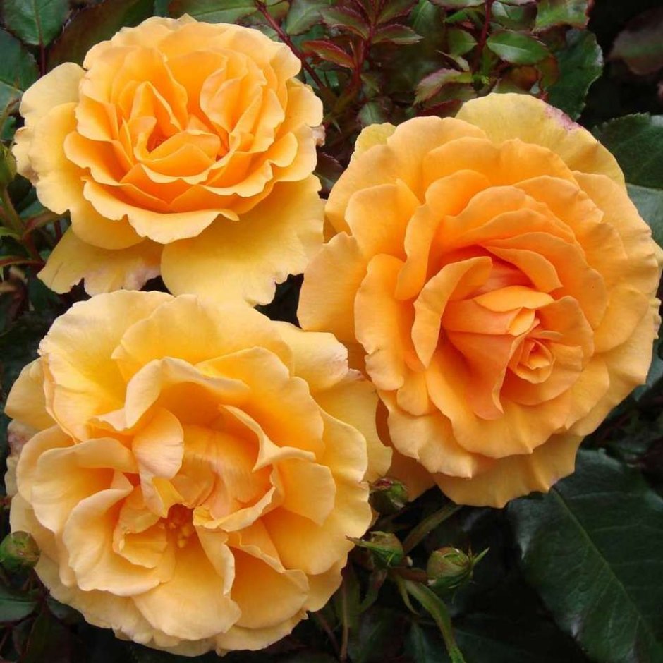 Роза флорибунда Amber Queen