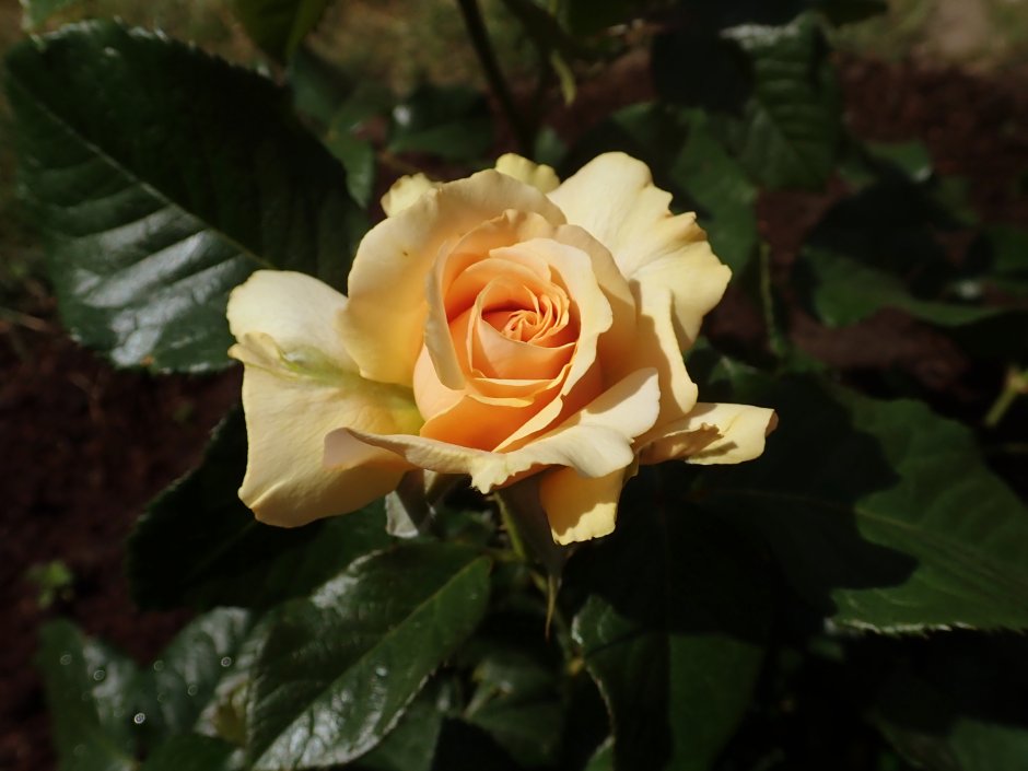 Роза Амбер ковер сколько дней держит цветок
