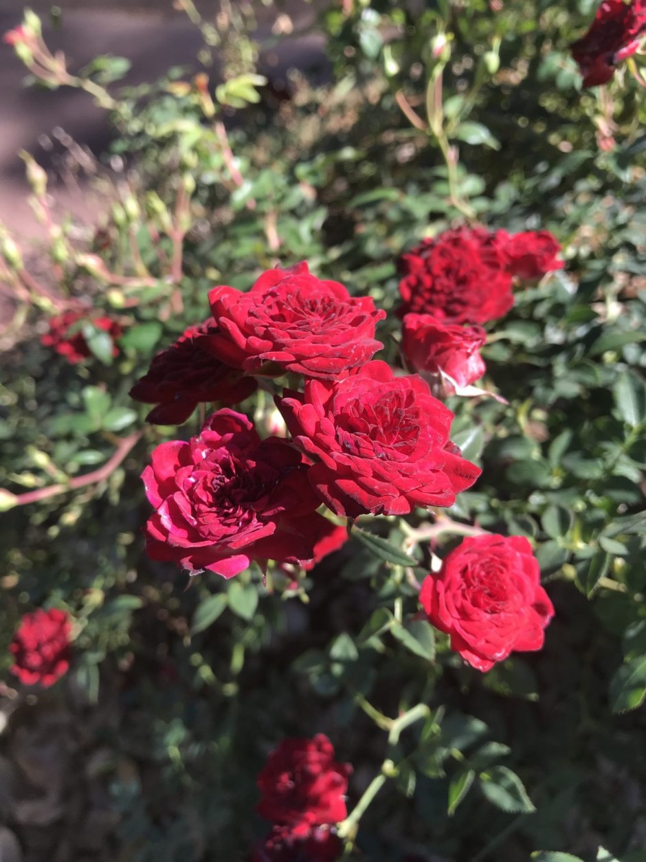 Ред Каскад Red Cascade роза